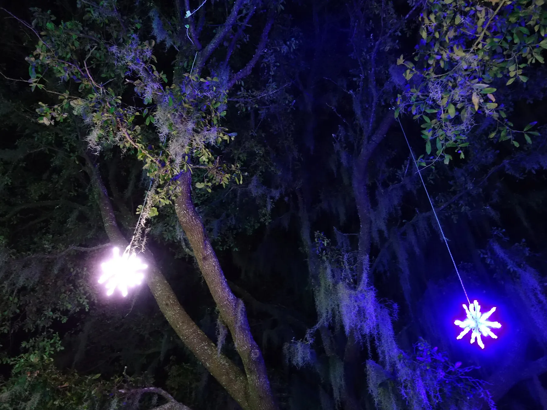 Snowflake lights hang in the live oaks during Enchanted Airlie at Airlie Gardens in Wilmington.