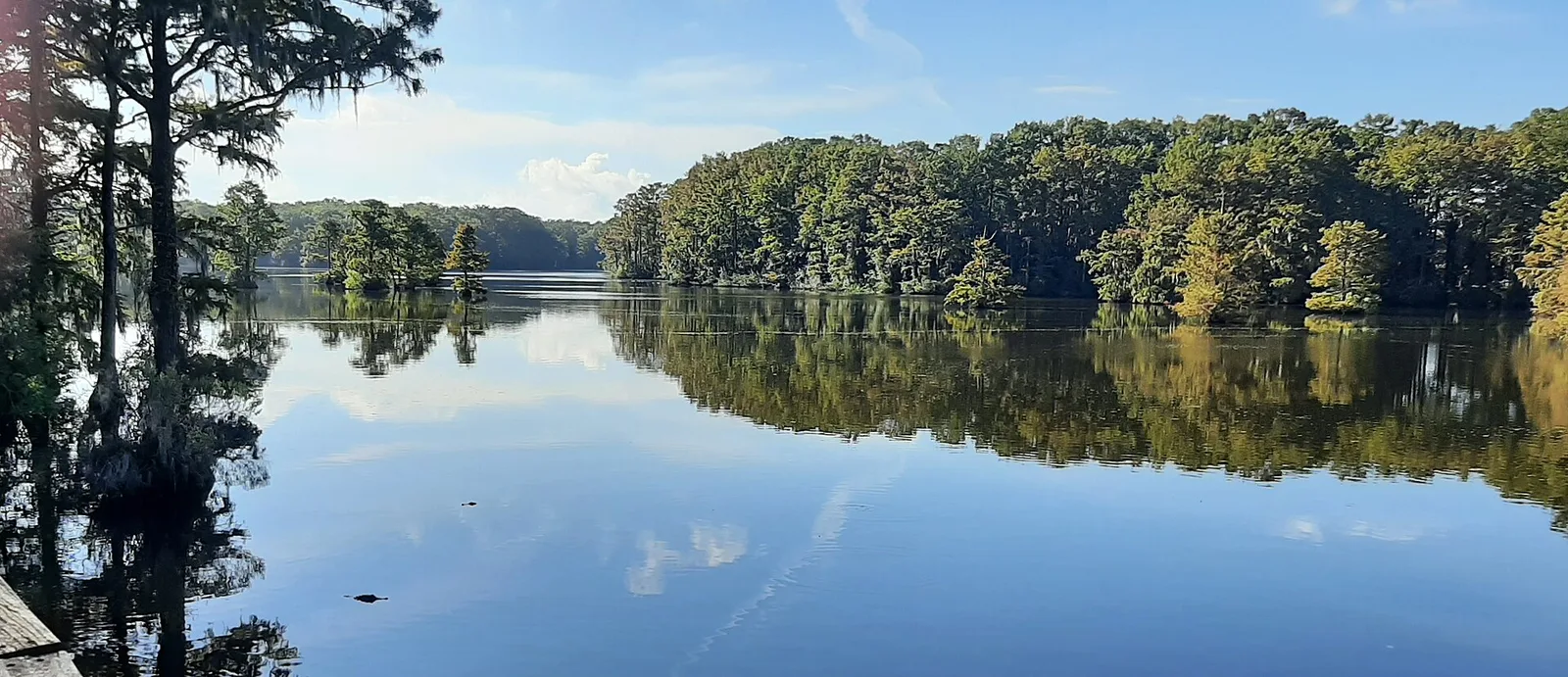 Cypress trees reflected in Greenfield Lake, seen from a footbridge in Greenfield Park in Wilmington