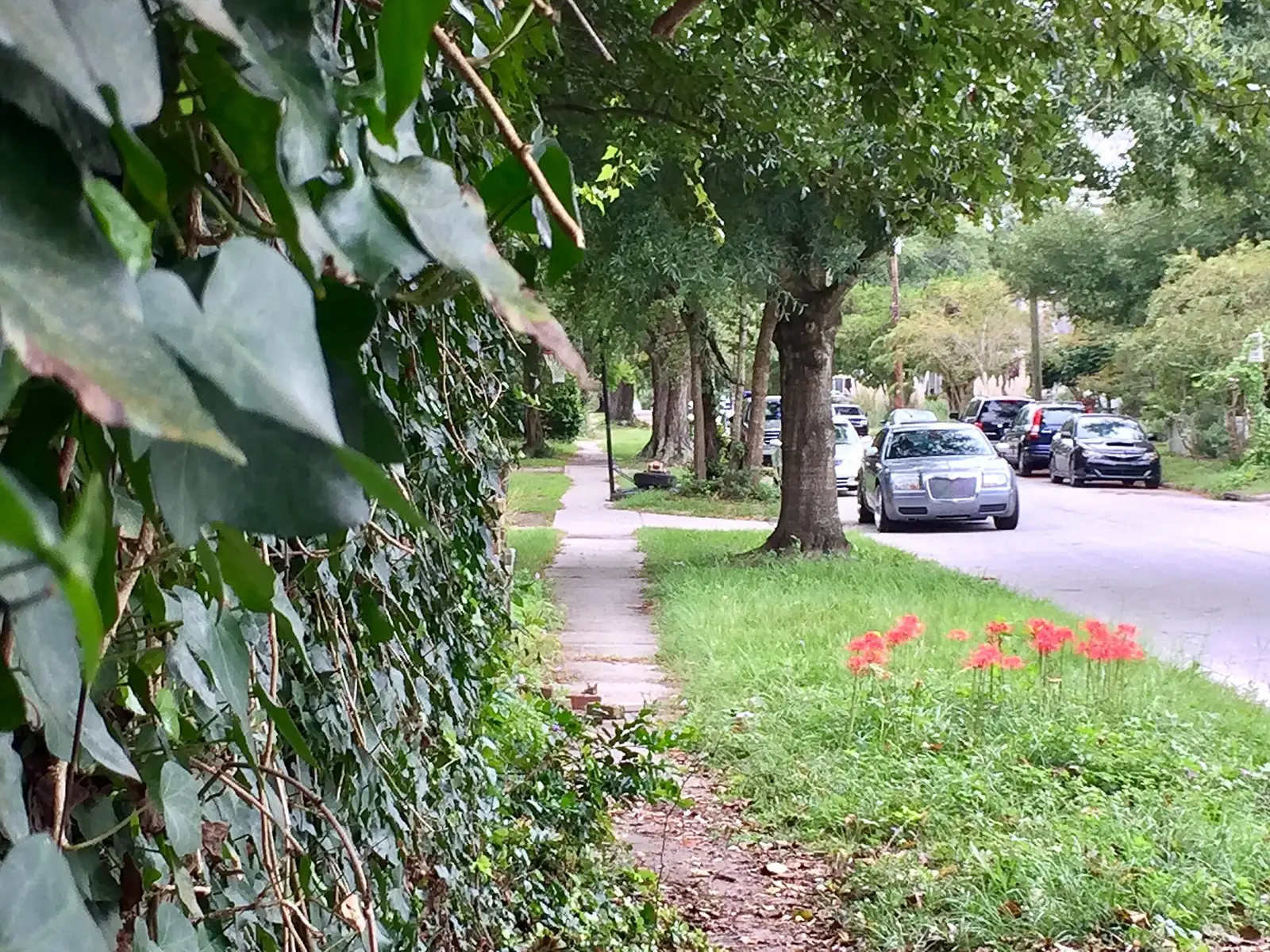 A tree-lined residential street in the Carolina Place Historic District in Wilmington